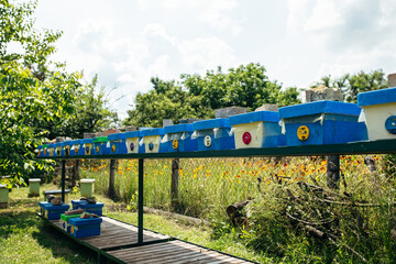 To hive a swarm, to make increase from a colony, make up a nucleus, rearing, rotating brood, to run a bee-yard. Yellow hives for cuttings of honey bees nucleuses in the garden among grass