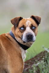 Close-up portrait of boxer husky dog with blue eyes isolated on blurry background.