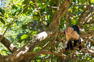 A capuchin monkey in a forest surrounded by trees on a sunny day