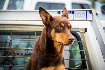 portrait of a dog