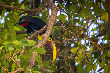 A colorful toucan sits on a branch, surrounded by trees