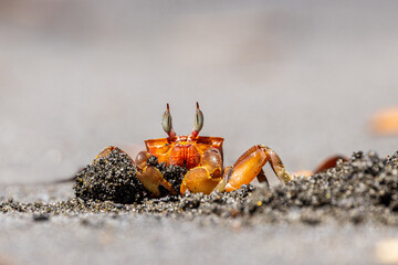 A red crab in the sand is busy digging a hole on a sunny day at the beach