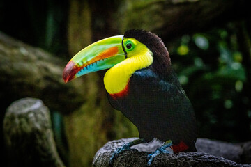 A colorful toucan sits on a branch, surrounded by trees