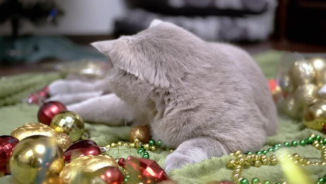 Playful Domestic Cat Playing with Christmas Decorations and Christmas Toys. Back view. Fluffy gray British cat resting on a soft rug. Christmas background, scattered beads, balls on floor. Close up.