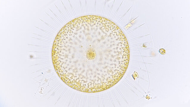 Diatoms Bilder Durchsuchen 2,654 Archivfotos, und