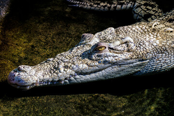 Krokodil im Wasser