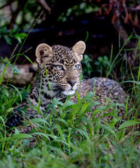 Young Leopard resting in the wet jungle