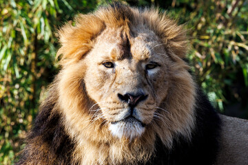 Fototapeta premium Löwe