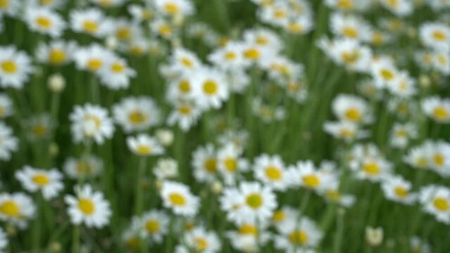 chamomile. blurred background image.chamomile field. flowers are swaying in the wind. Matricaria recutita is a plant widely used for medicinal and cosmetic purposes.