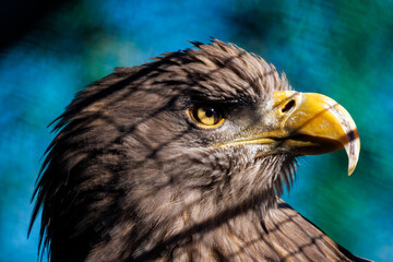 Seeadler Kopfportrait