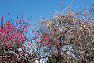 Full blooming of Japanese apricot (Prunus mume) at Tsukigase, Nara, Japan in March