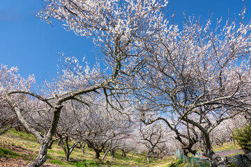 Obraz premium Full blooming of Japanese apricot (Prunus mume) at Tsukigase, Nara, Japan in March