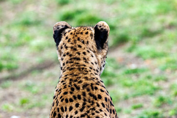 Gepard von hinten
