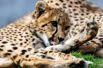 Junger Gepard
