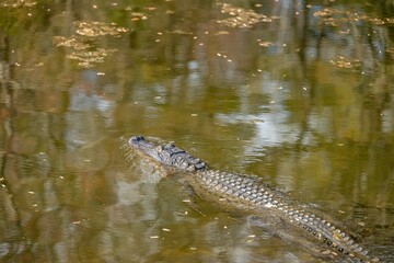 alligator and turtles
