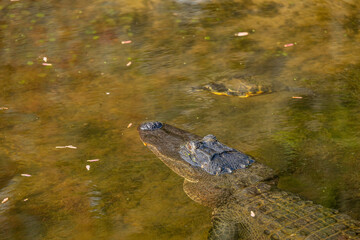 alligator and turtles