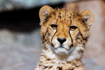 Junger Gepard Portrait © rkbox