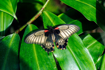 Schwarzer Schmetterling