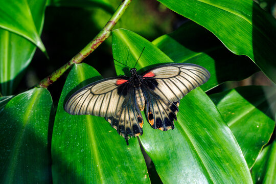 Schwarzer Schmetterling