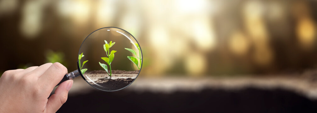 plants focused by a magnifying glass - concept of caring for the planet