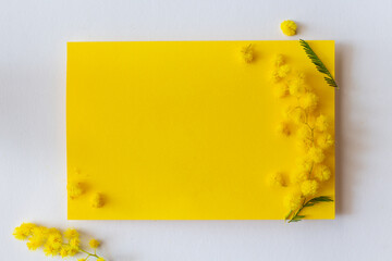 Yellow mimosa flowers on yellow and white background, spring or easter layout design with blank card and space for text/wishes, feminine minimalist mockup, mother's day c