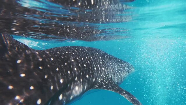 Whale Sharks Underwater On Cebu Island, Philippines