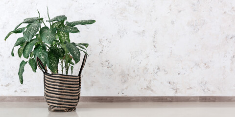 Basket with houseplant near light wall in room. Banner for design