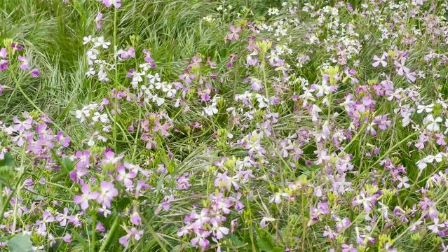 Spring Bloom of Pink and Purple California Wild Flowers swaying in the wind
