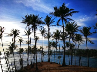 palm trees at sunset, Mirissa, Sri Lanka