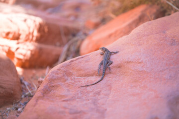 Lizard on Sandstone in Valley of Fire Nevada