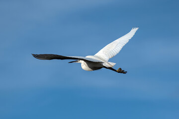Little Egret in flight with river bokeh background