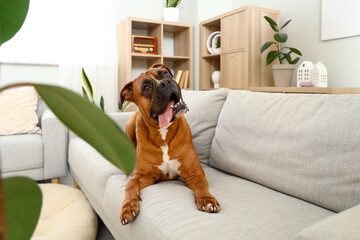 Boxer dog lying on sofa at home