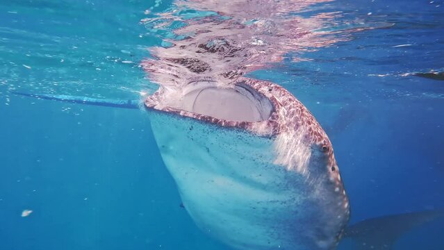Whale Sharks Underwater On Cebu Island, Philippines