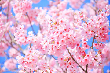 早咲きの河津桜のクローズアップ	