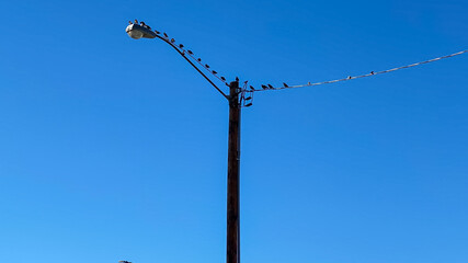 Obraz premium birds on the street lamp pole
