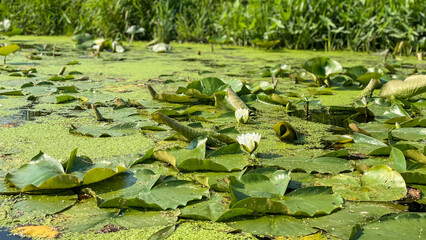 water lily in the pond