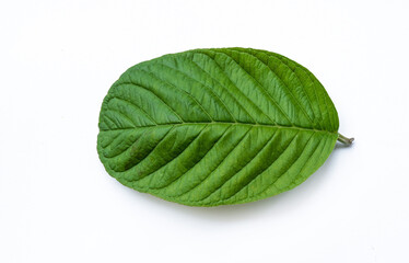 Obraz premium green guava leaf isolated on white background