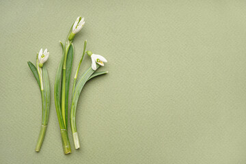Beautiful snowdrops on green background