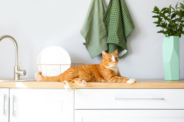 Cute red cat lying on counter in light kitchen