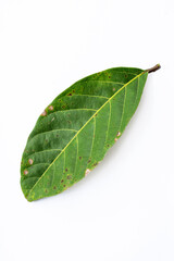 green leaf isolated on white