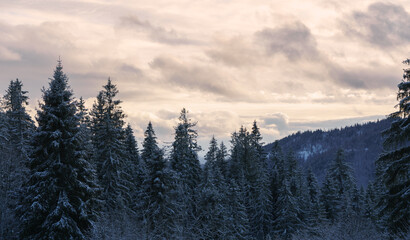 View of snowy pine trees forest with cloudy sky at sunset