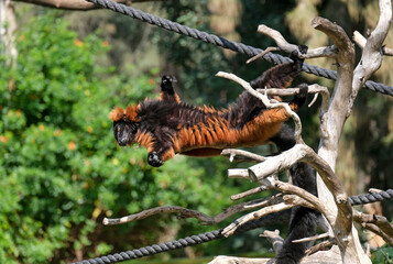 Lemur Red vari (lat. - Varecia rubra)