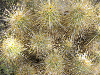 Close up of cholla cactus spines from above