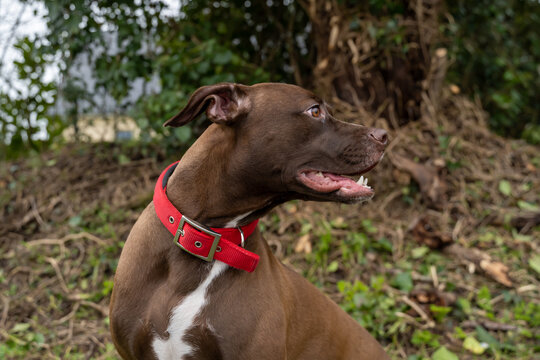 profil d'un chien en ext&eacute;rieur avec un collier rouge
