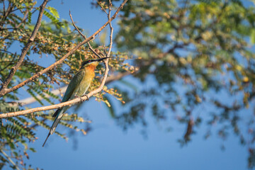 graceful blue-tailed bee eater on tree branch