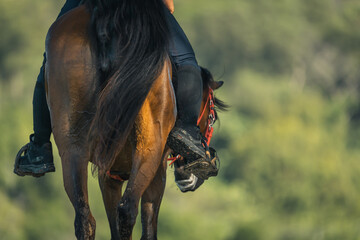 dynamic composition of horse riding from behind