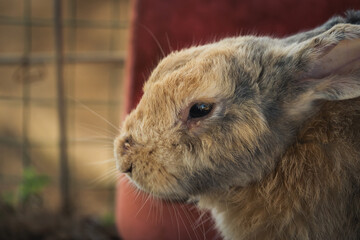 adorable rabbit face in its enclosure