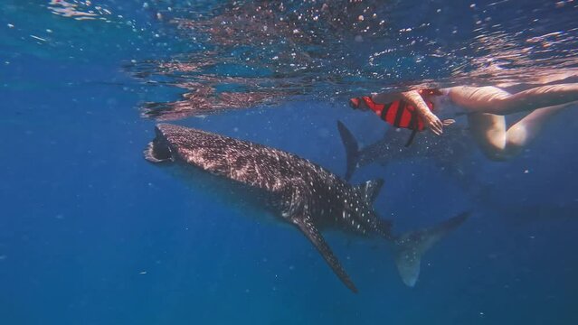 Whale Sharks Underwater On Cebu Island, Philippines