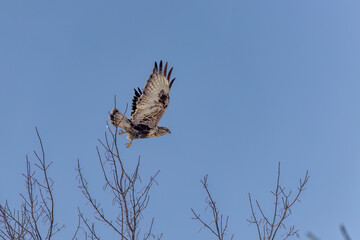 The rough-legged buzzard (Buteo lagopus), also called the rough-legged hawk in flight.