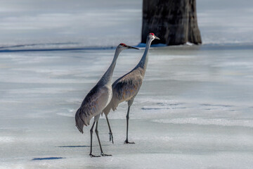 The sandhill cranes (Antigone canadensis) in the snow at the end of winter . Native American bird a species of large crane of North America  © Denny